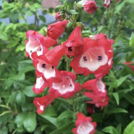 Arabesque Red, Penstemon Seeds